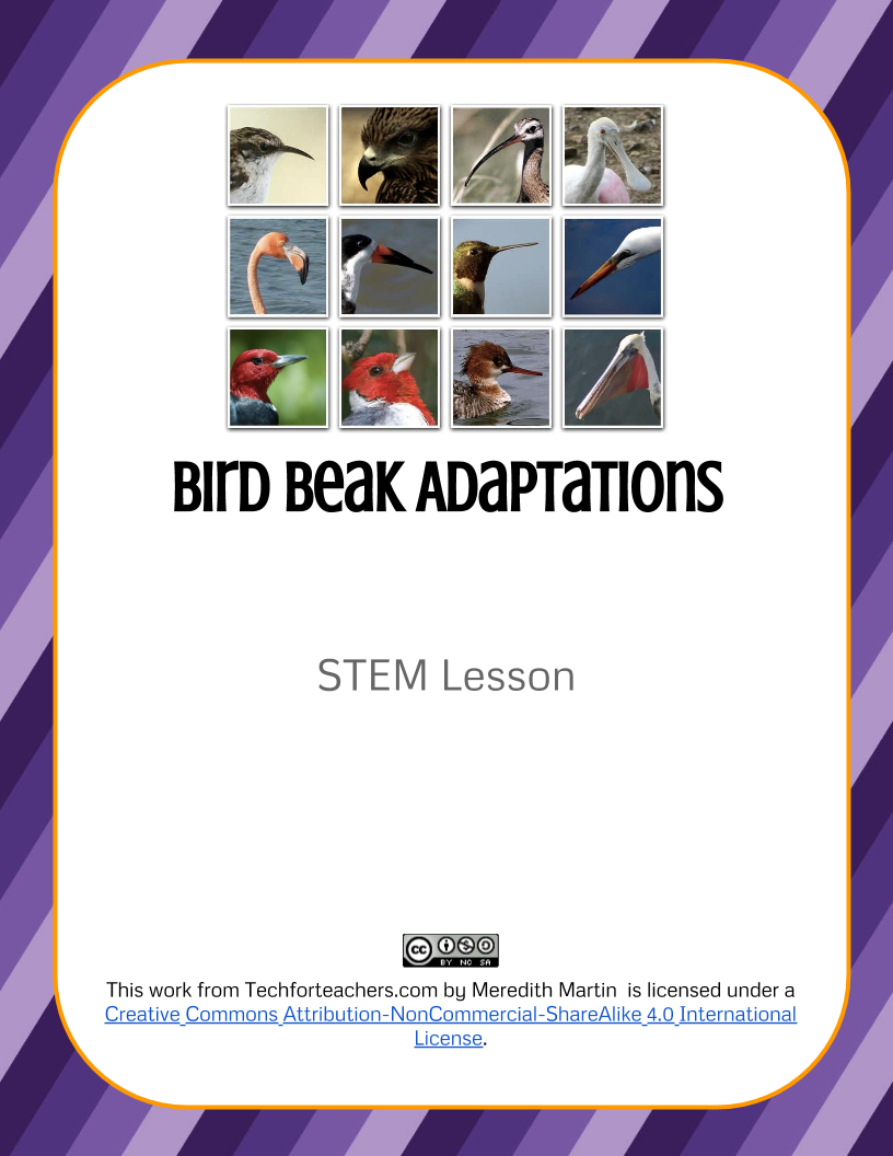 STEM Lesson – Bird Beak Adaptations