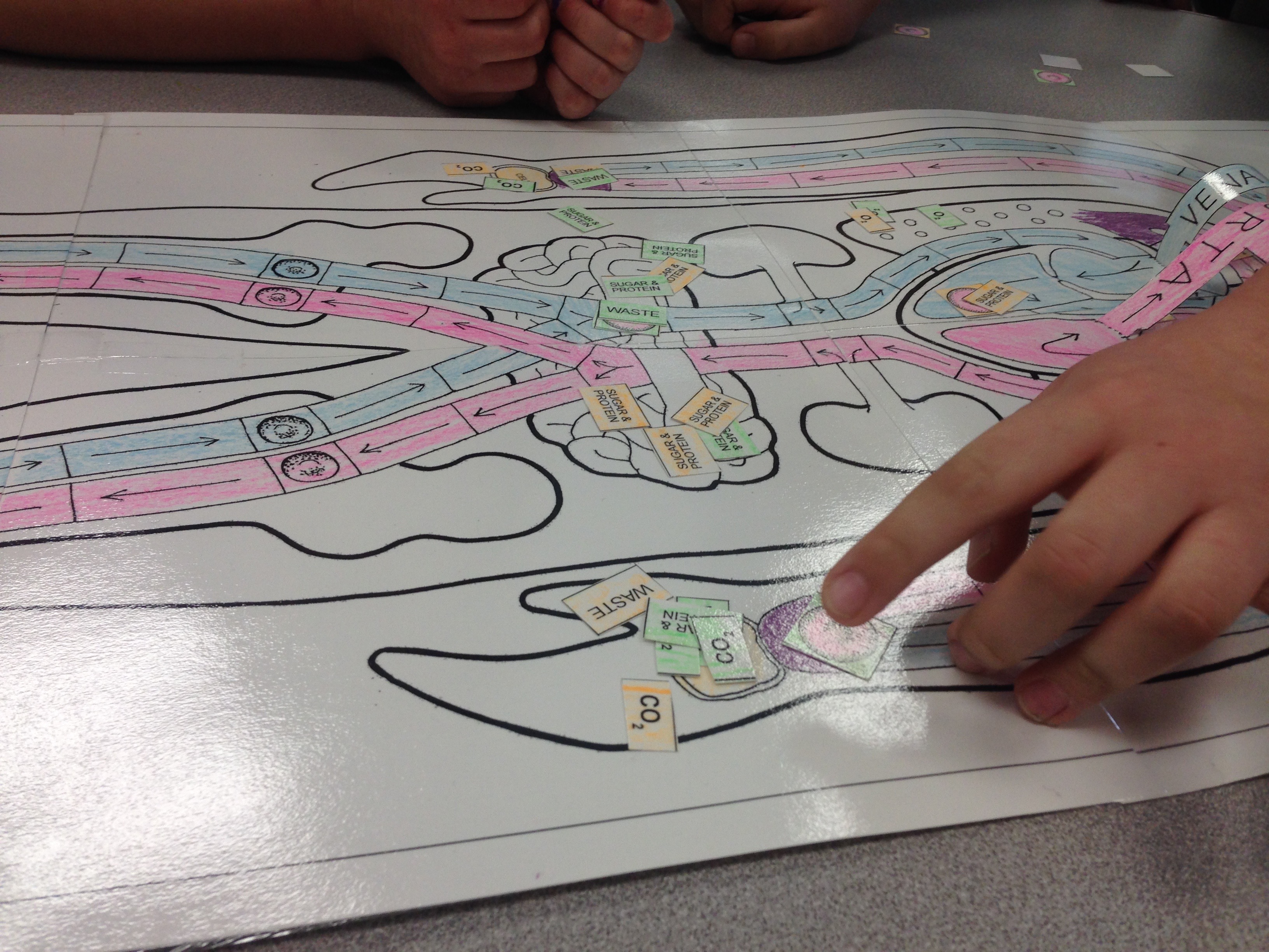 STEM Lesson – The Circulatory System Game
